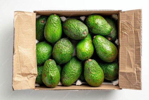 proyecciones exportacion palta 2025