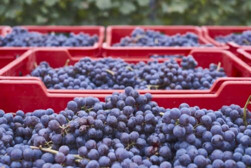 oportunidades logisticas exportacion uva peruana