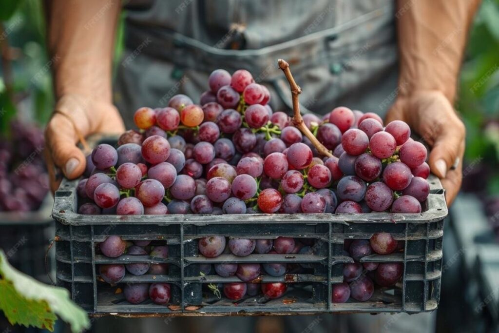 optimizar cadena logistica uva